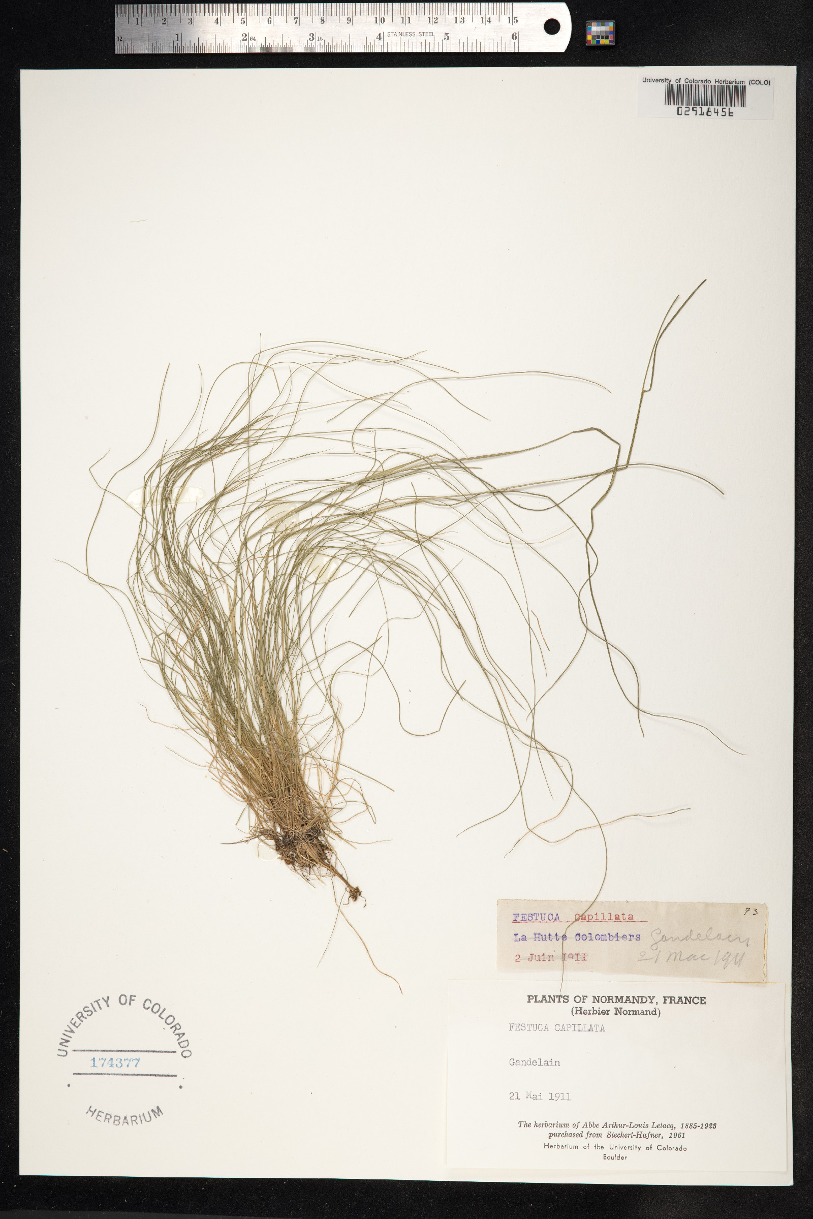 Festuca filiformis image