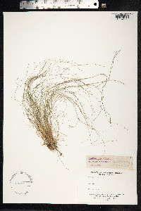 Festuca filiformis image