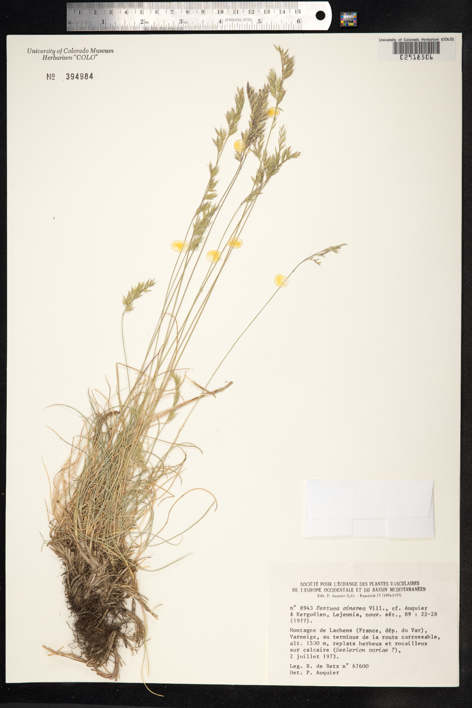 Festuca trachyphylla image
