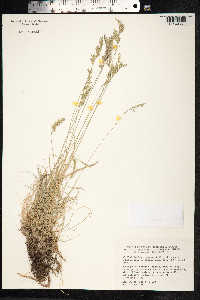 Festuca trachyphylla image