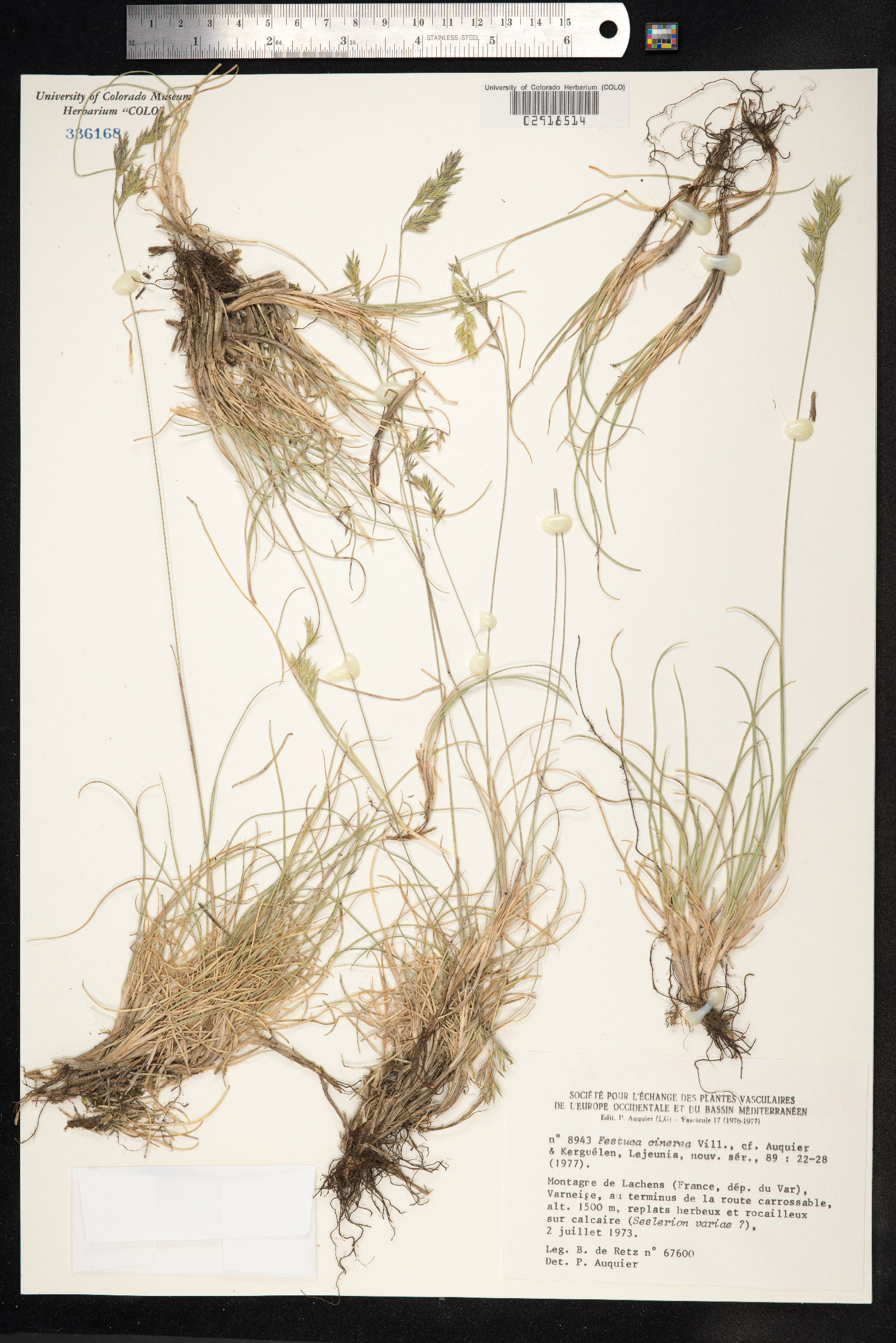 Festuca trachyphylla image