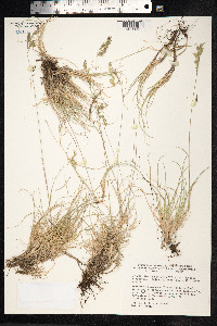 Festuca trachyphylla image