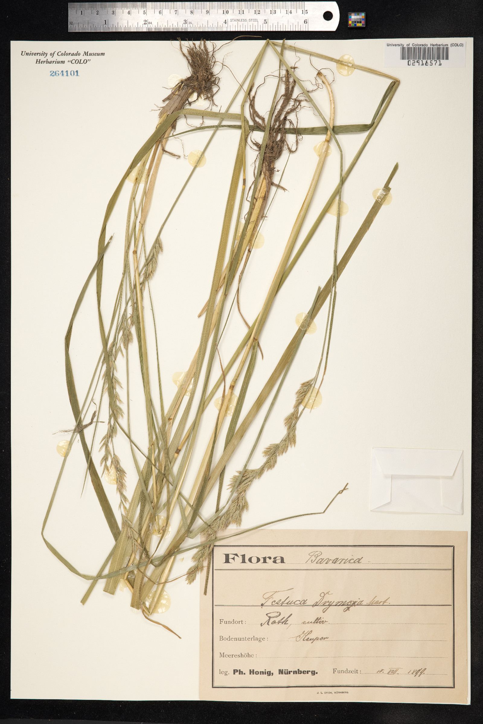 Festuca drymeja image