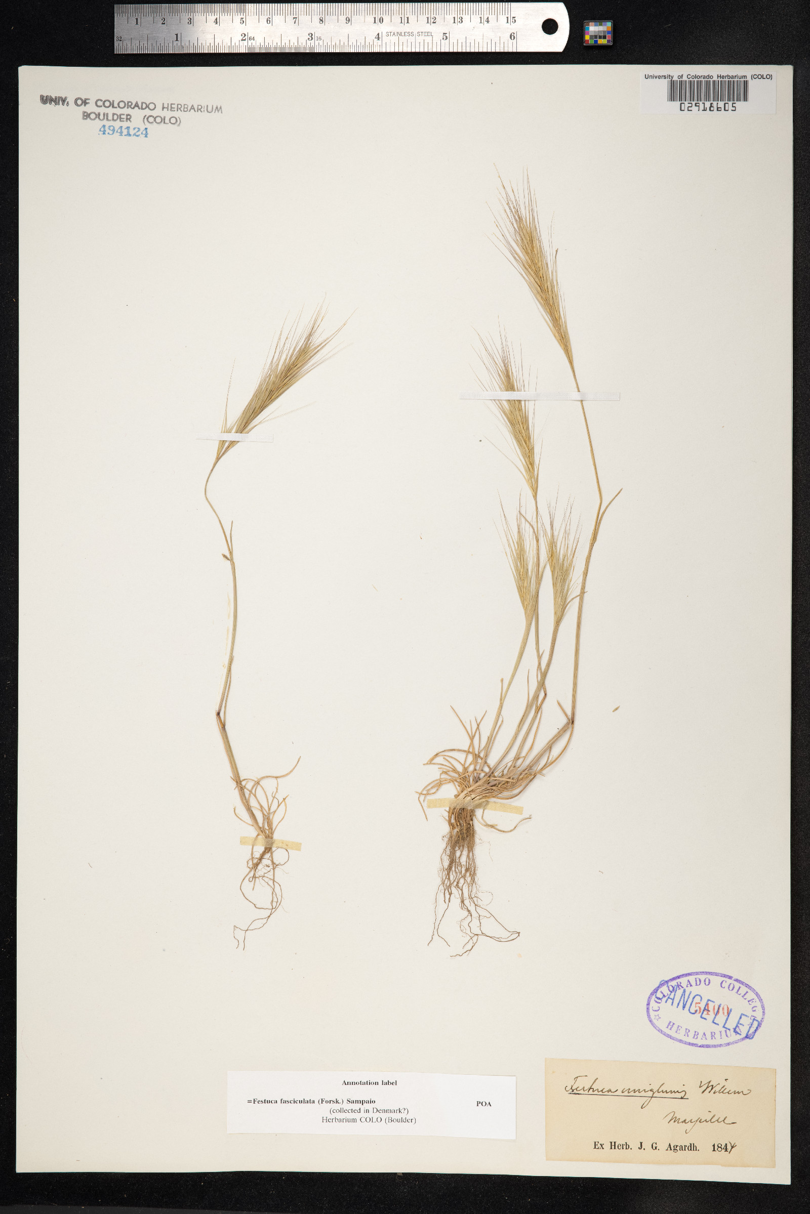 Vulpia fasciculata image
