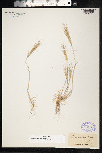 Image of Vulpia fasciculata