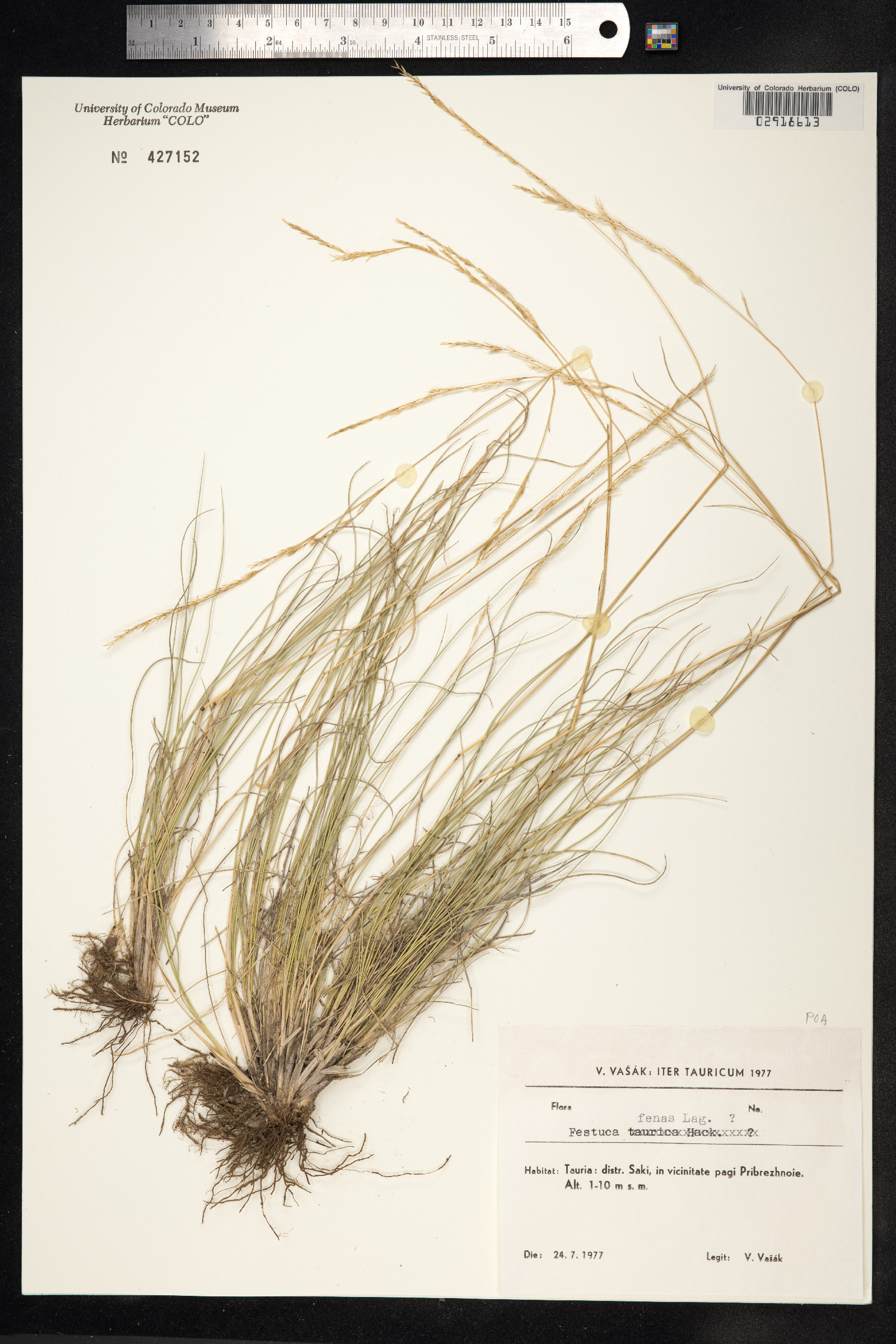 Schedonorus arundinaceus image