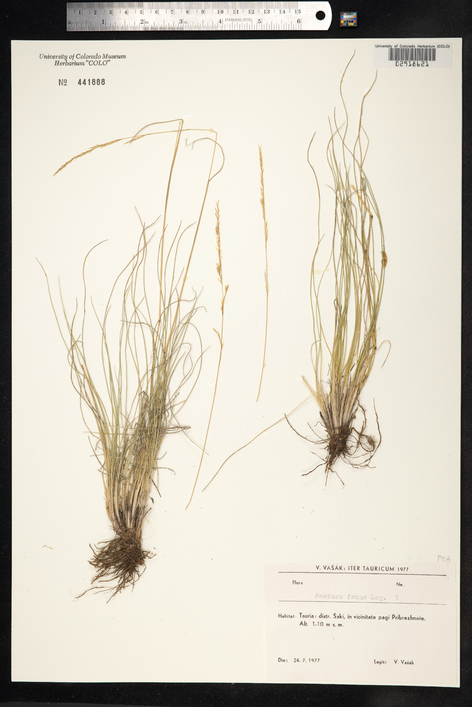 Schedonorus arundinaceus image