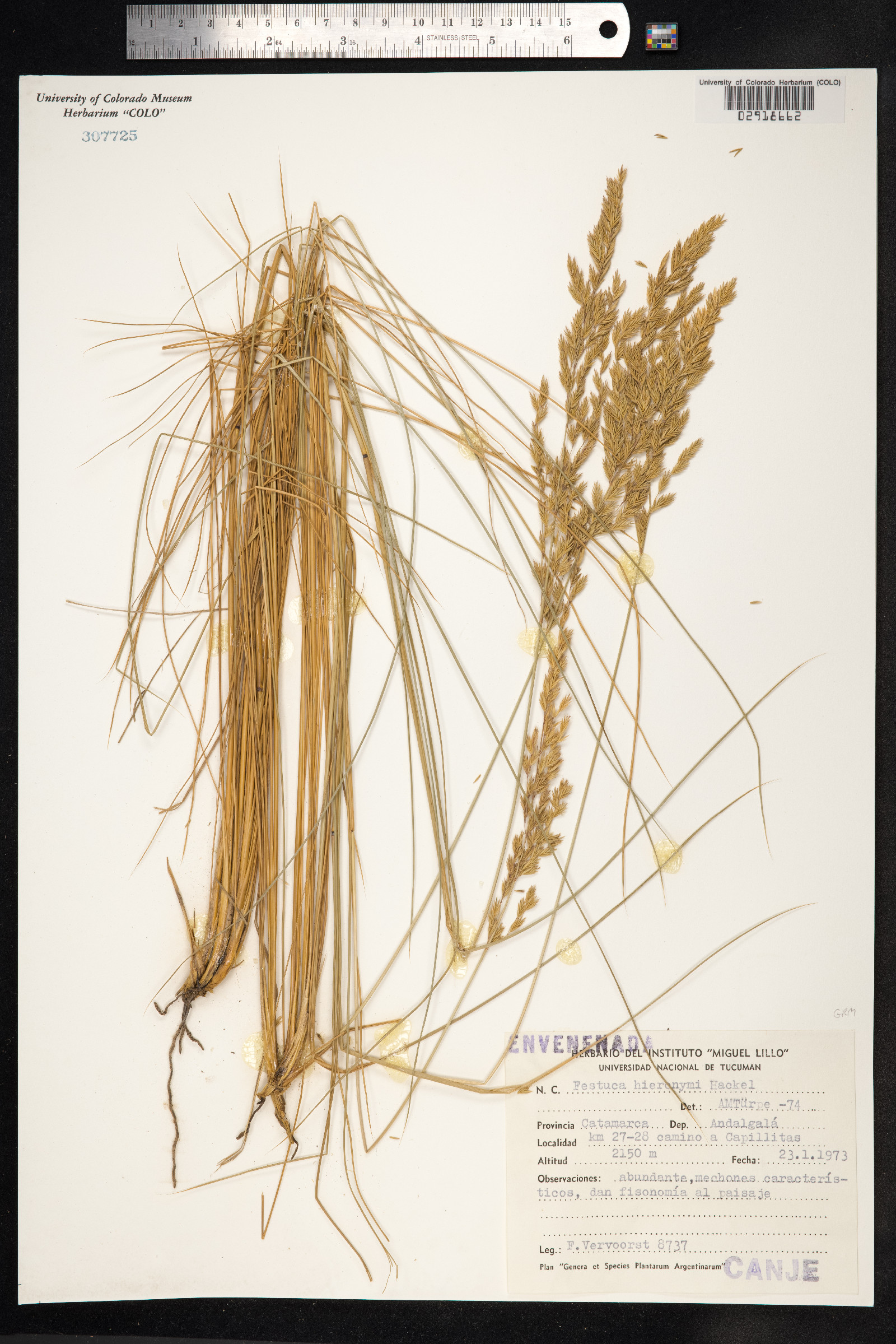 Festuca hieronymi image
