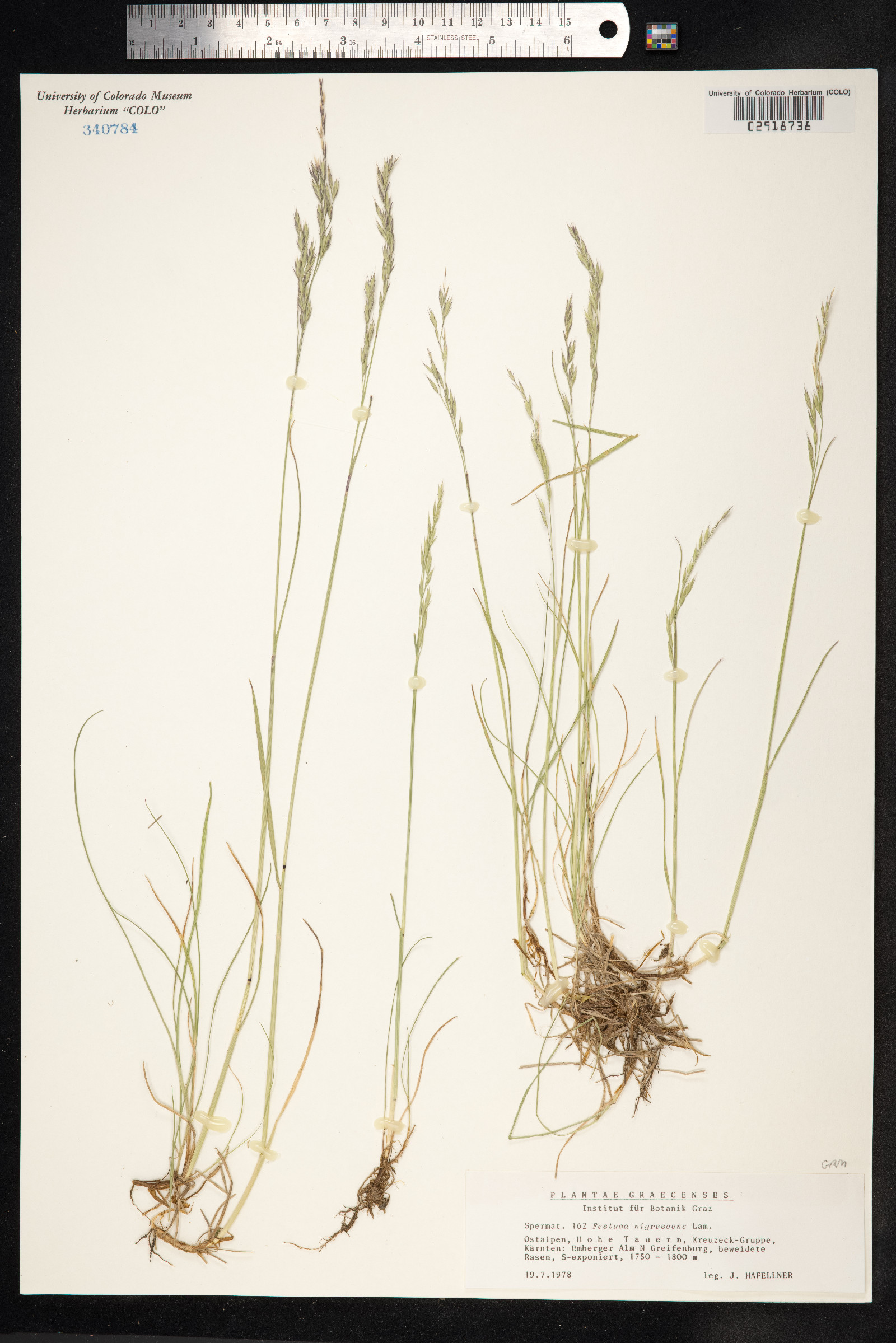 Festuca nigrescens image