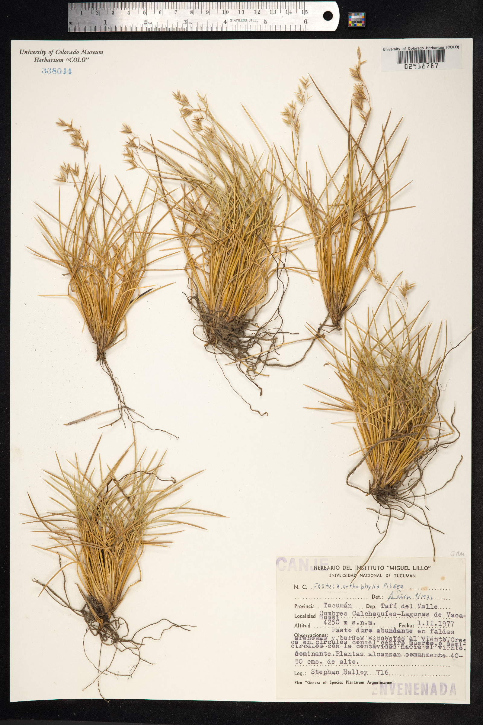 Festuca orthophylla image