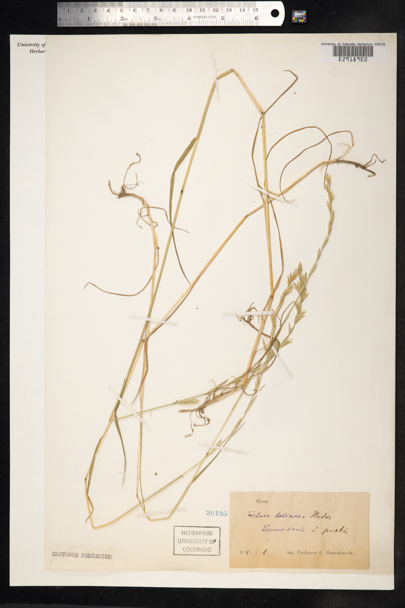 X Schedolium image