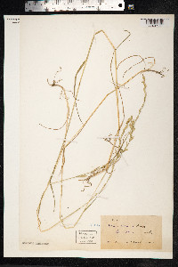 Image of Lolium x festucaceum