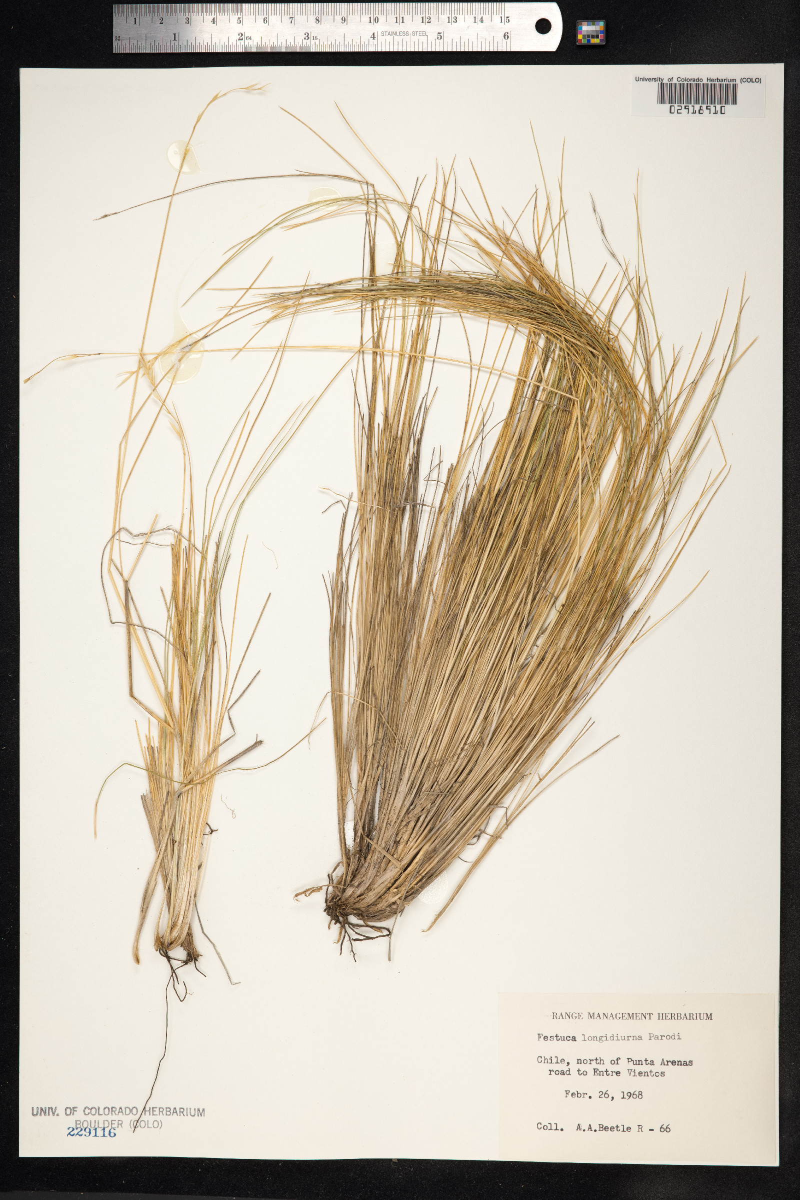 Festuca cirrosa image