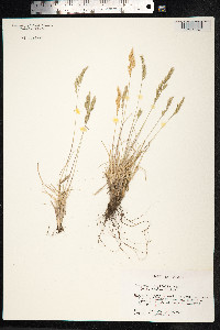 Festuca trachyphylla image