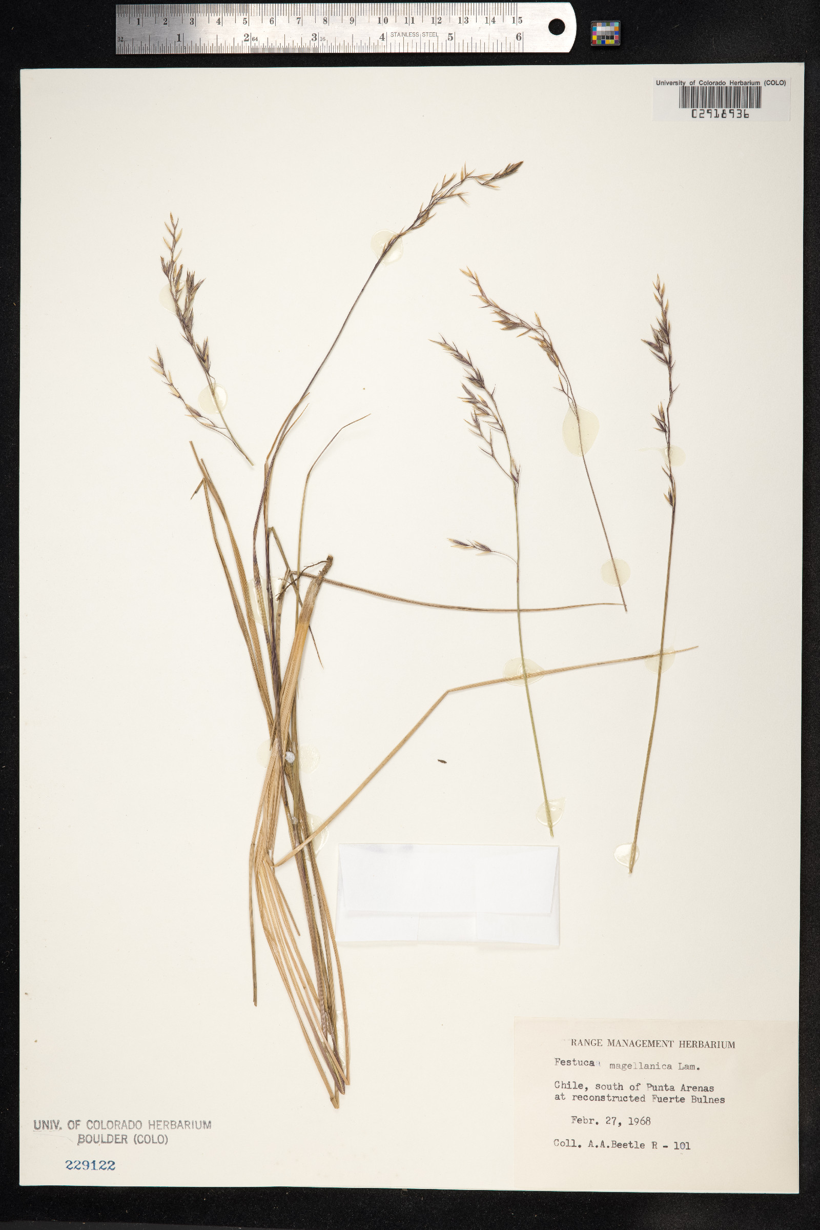 Festuca magellanica image