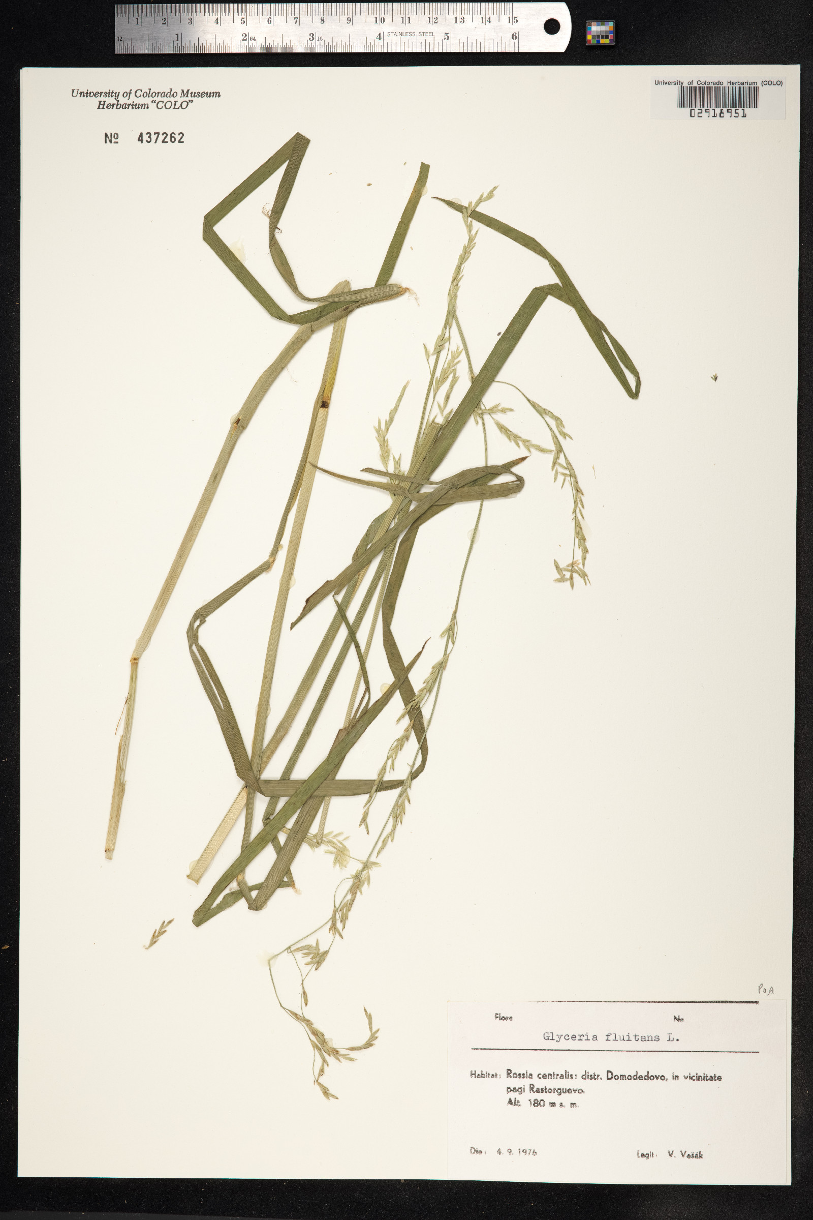 Glyceria fluitans image