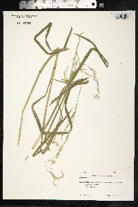 Glyceria fluitans image