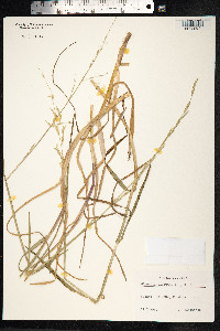 Glyceria fluitans image