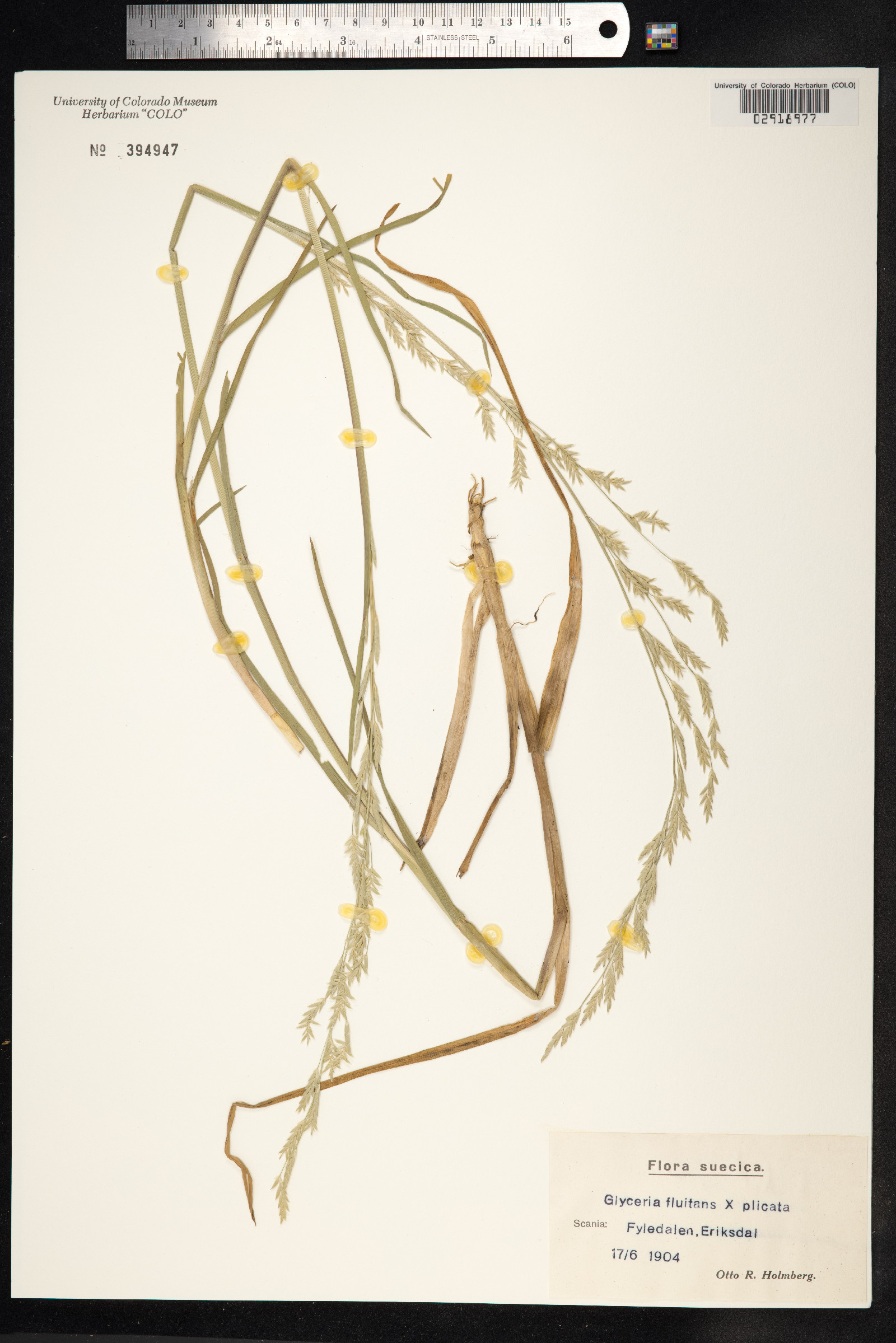 Glyceria fluitans image