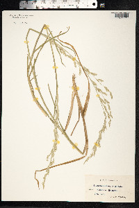Glyceria fluitans image
