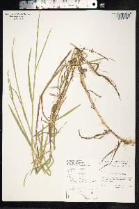 Glyceria fluitans image