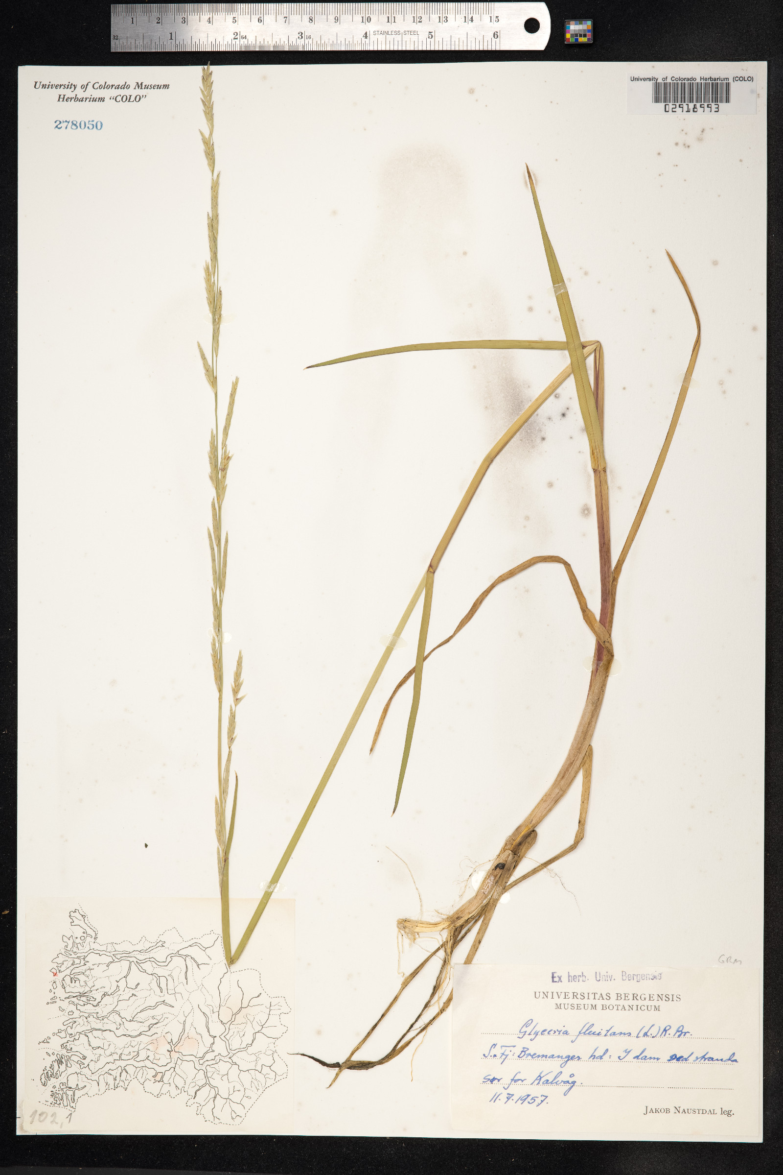 Glyceria fluitans image