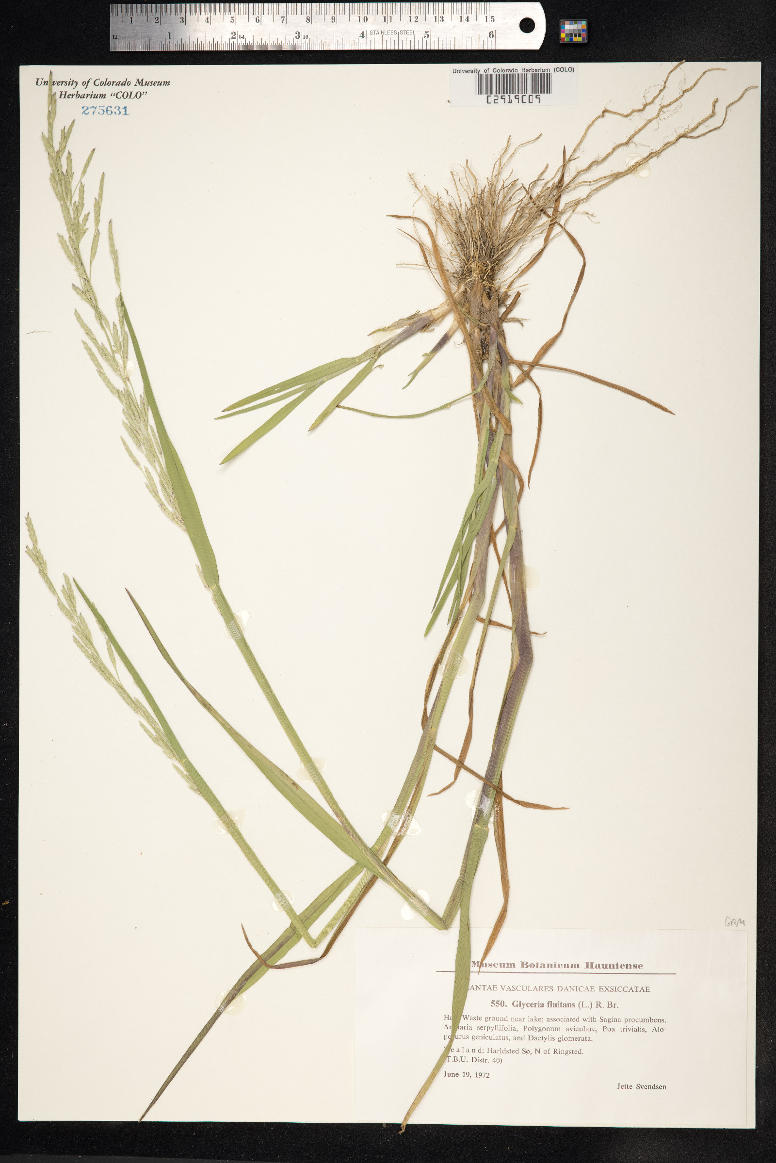 Glyceria fluitans image