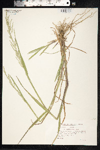 Glyceria fluitans image