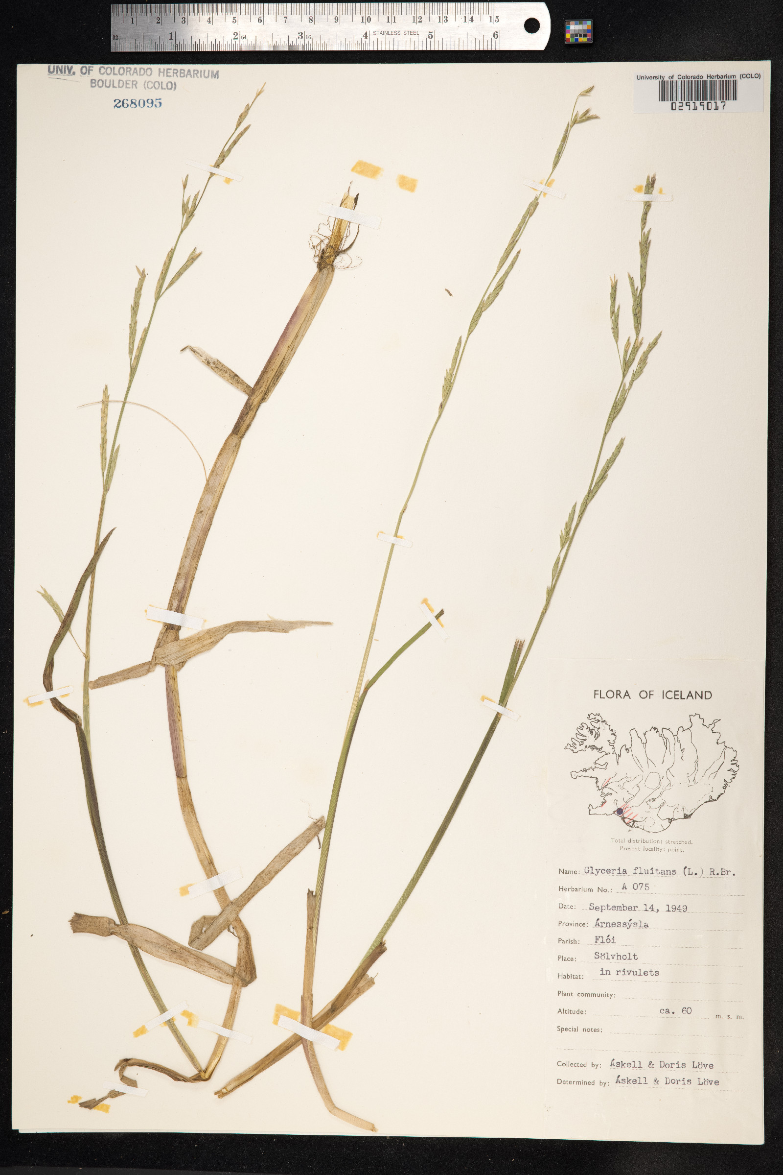 Glyceria fluitans image