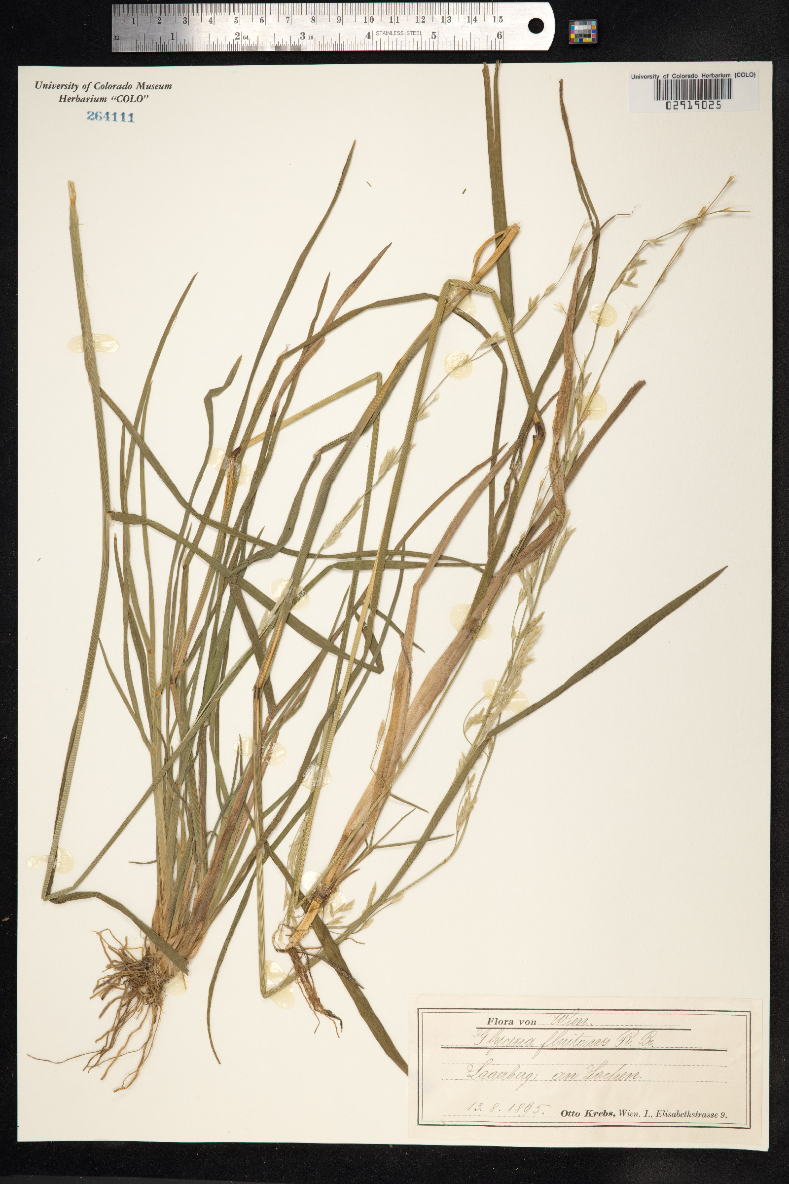 Glyceria fluitans image