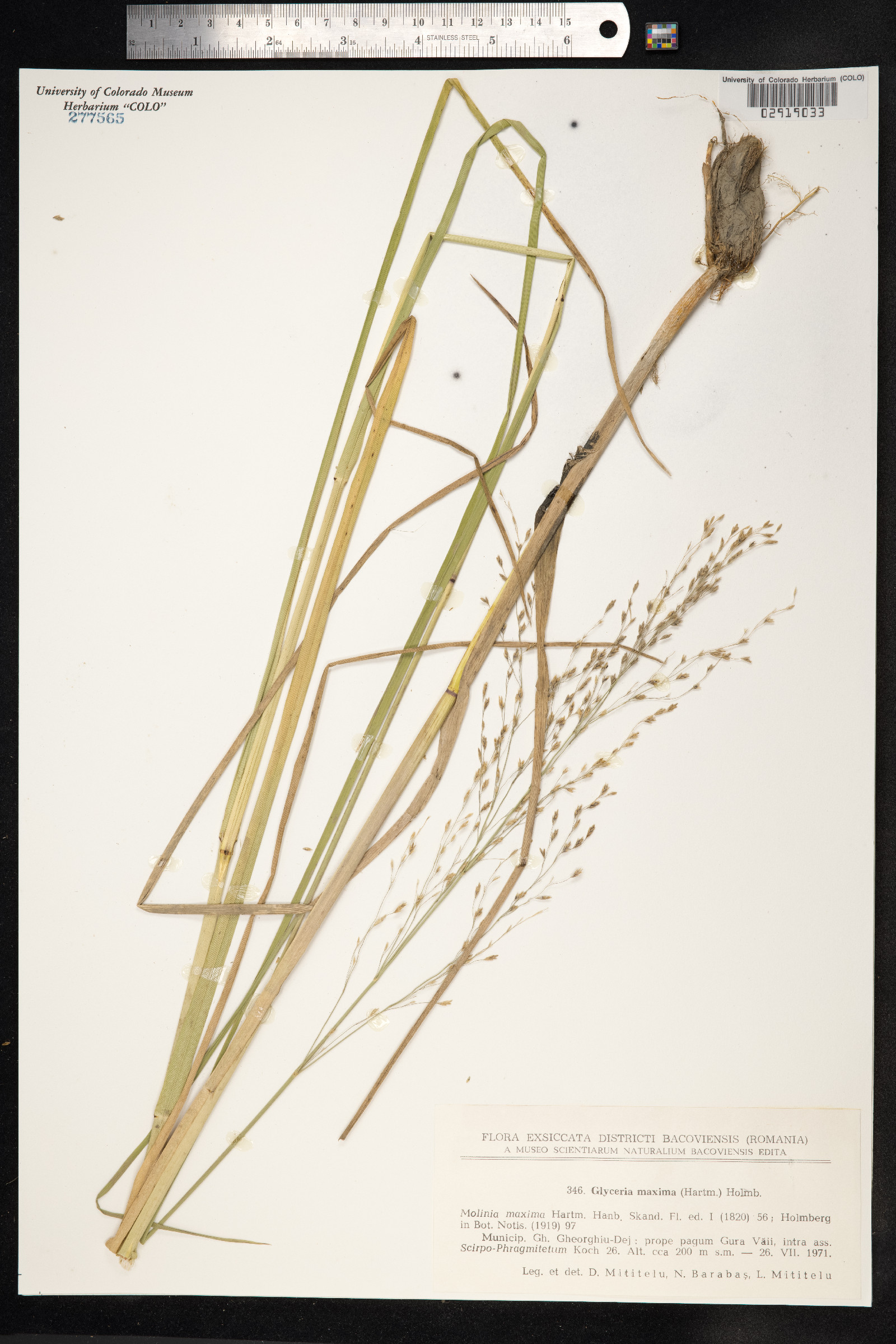 Glyceria maxima image