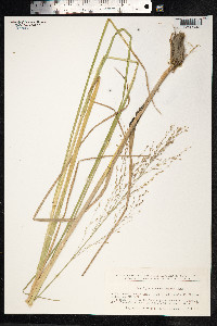 Glyceria maxima image