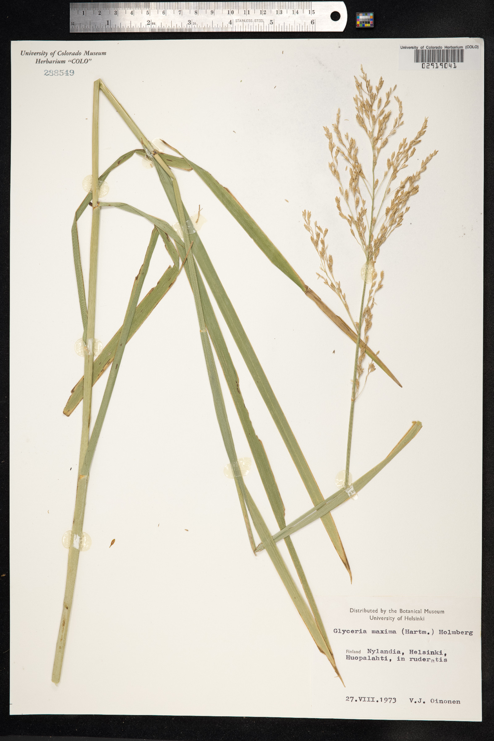 Glyceria maxima image