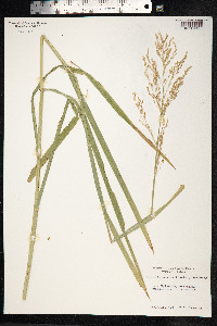 Glyceria maxima image