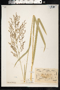 Glyceria maxima image