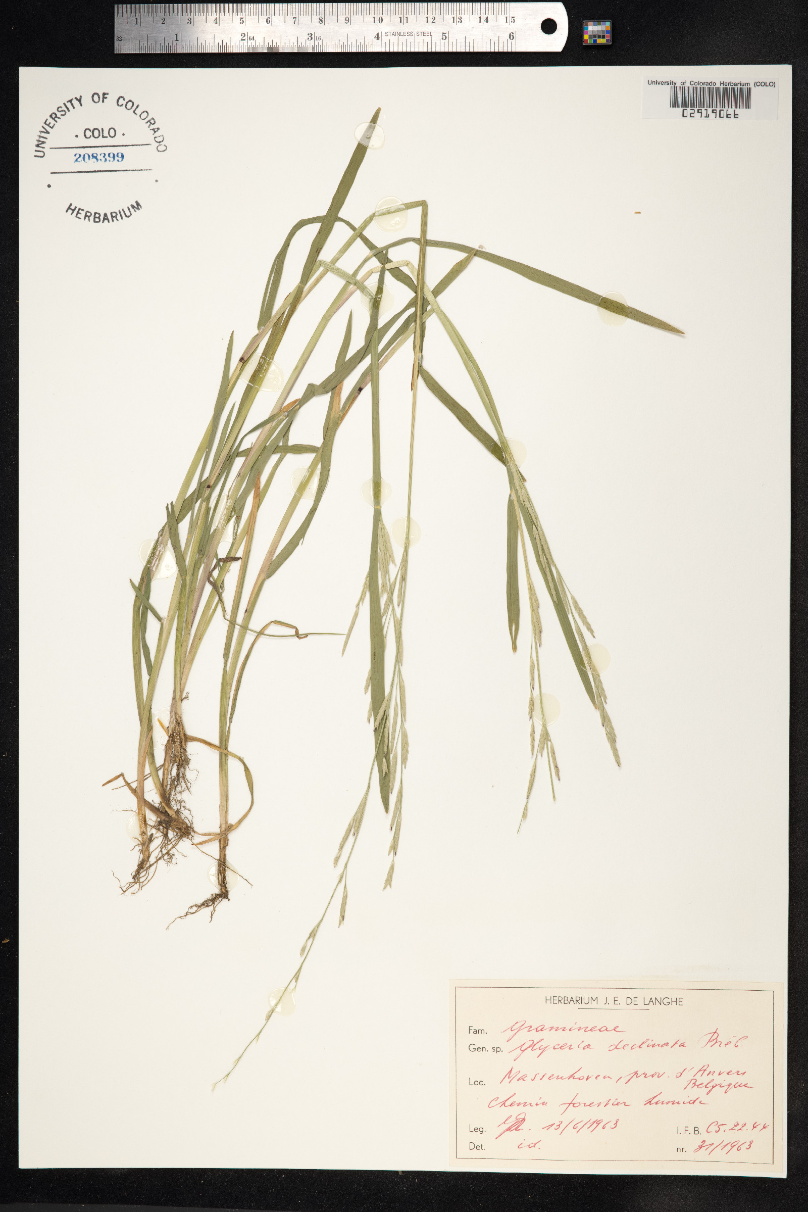 Glyceria declinata image