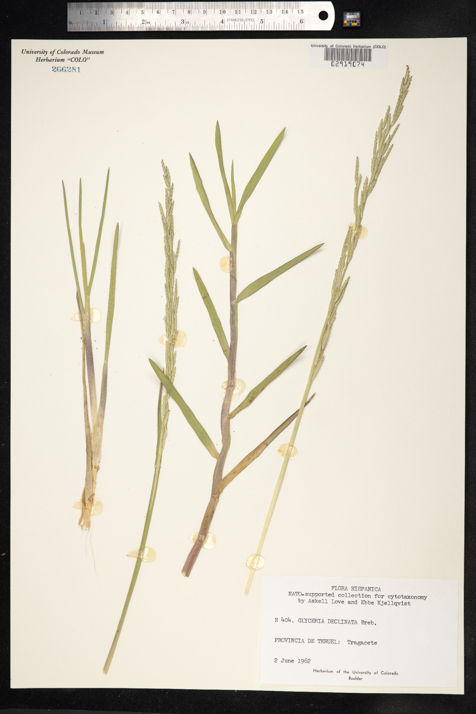 Glyceria declinata image