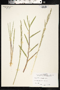 Glyceria declinata image