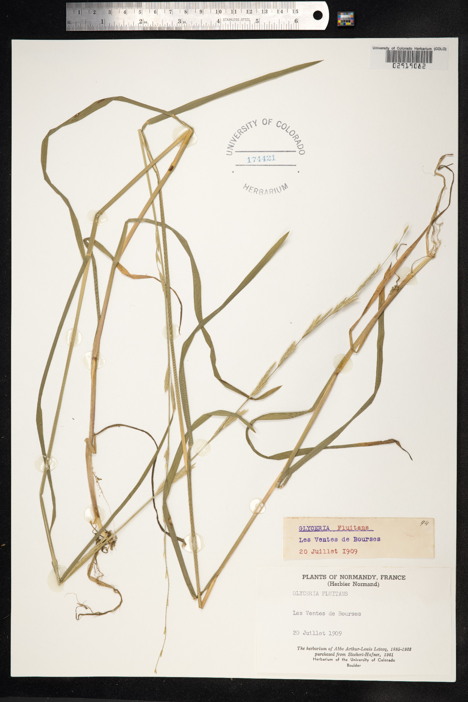 Glyceria fluitans image