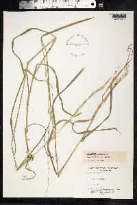 Glyceria fluitans image