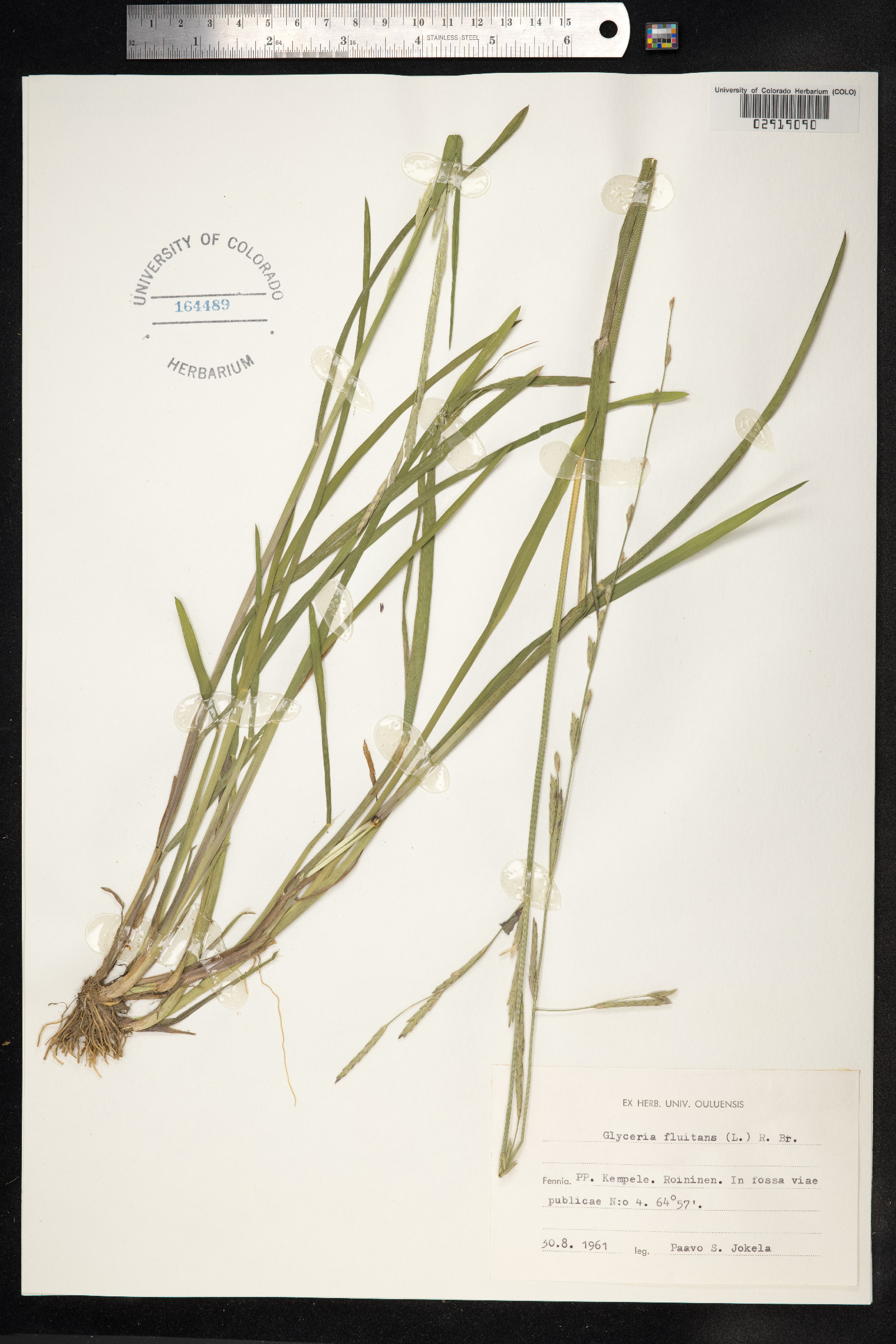 Glyceria fluitans image