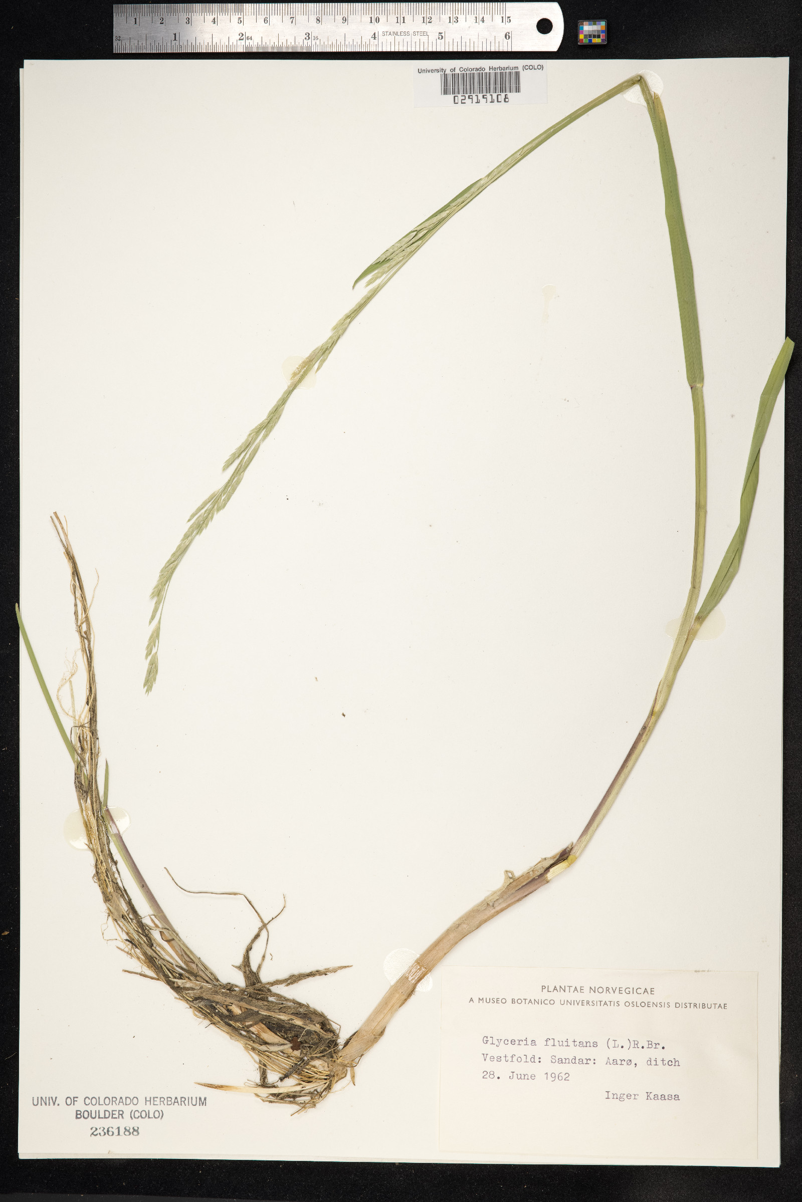 Glyceria fluitans image