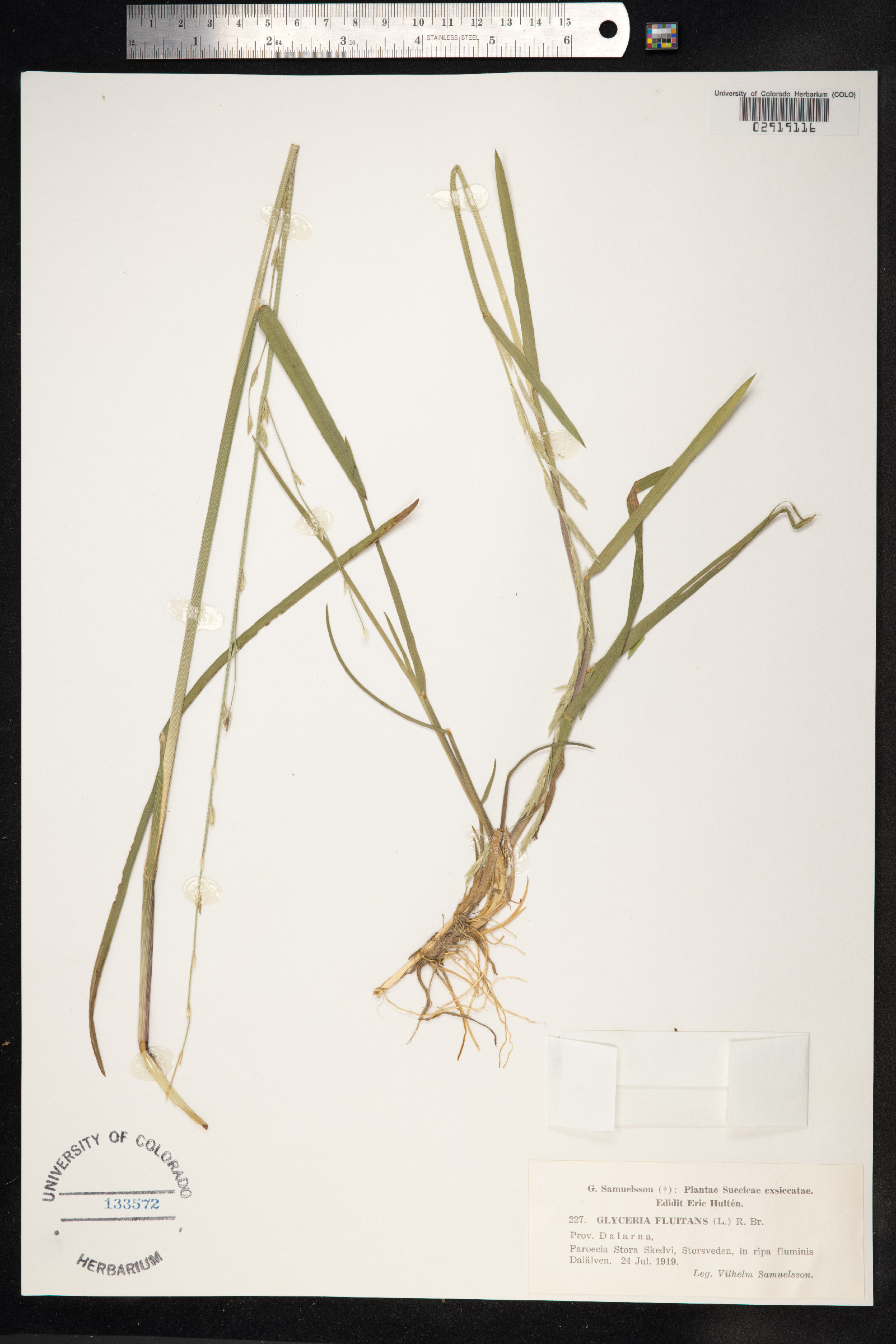 Glyceria fluitans image