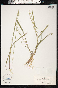 Glyceria fluitans image