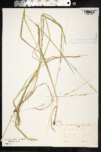 Glyceria fluitans image