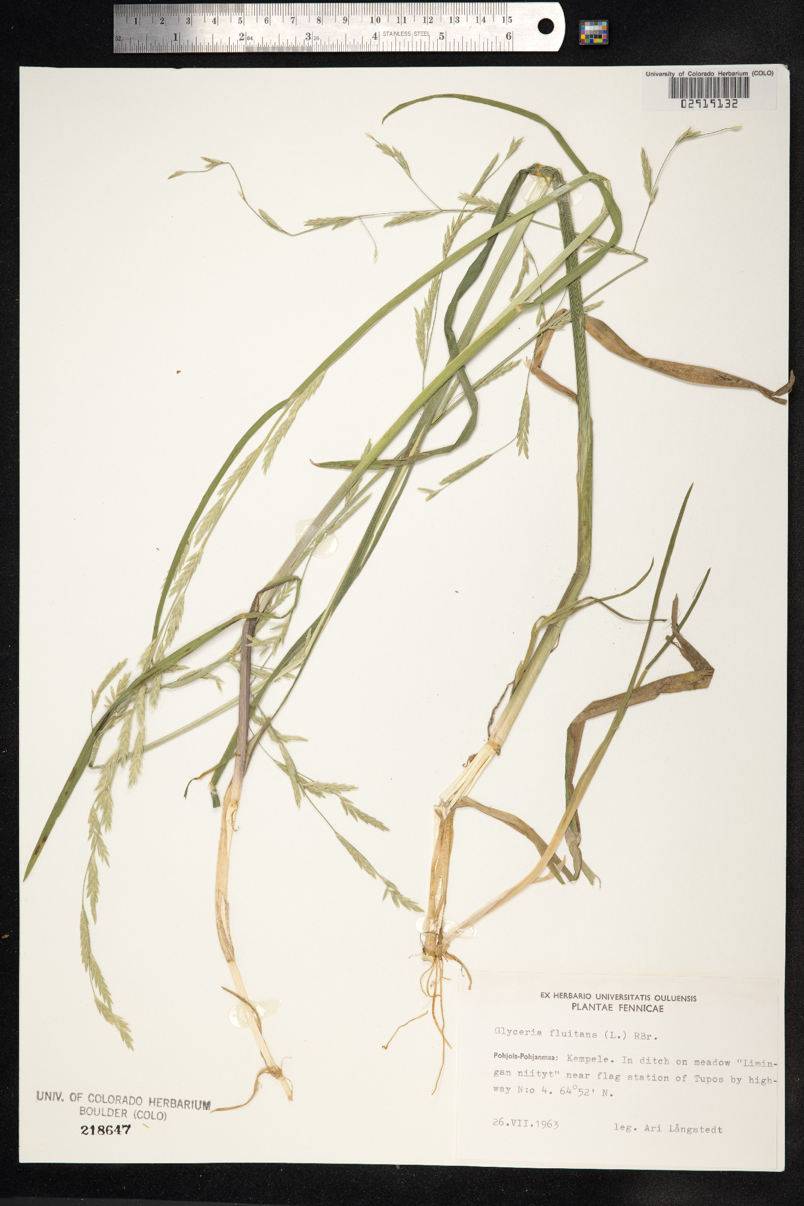 Glyceria fluitans image