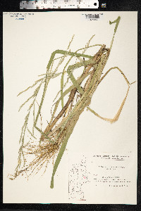 Glyceria fluitans image