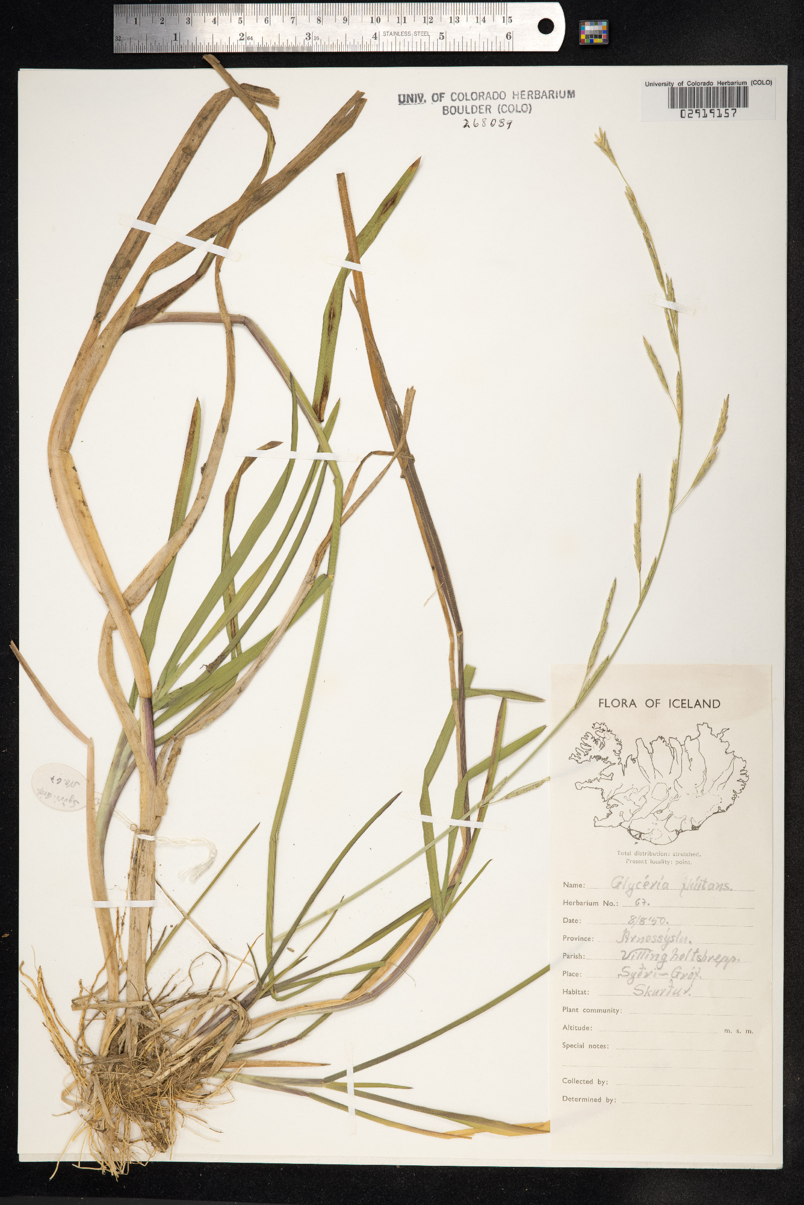 Glyceria fluitans image