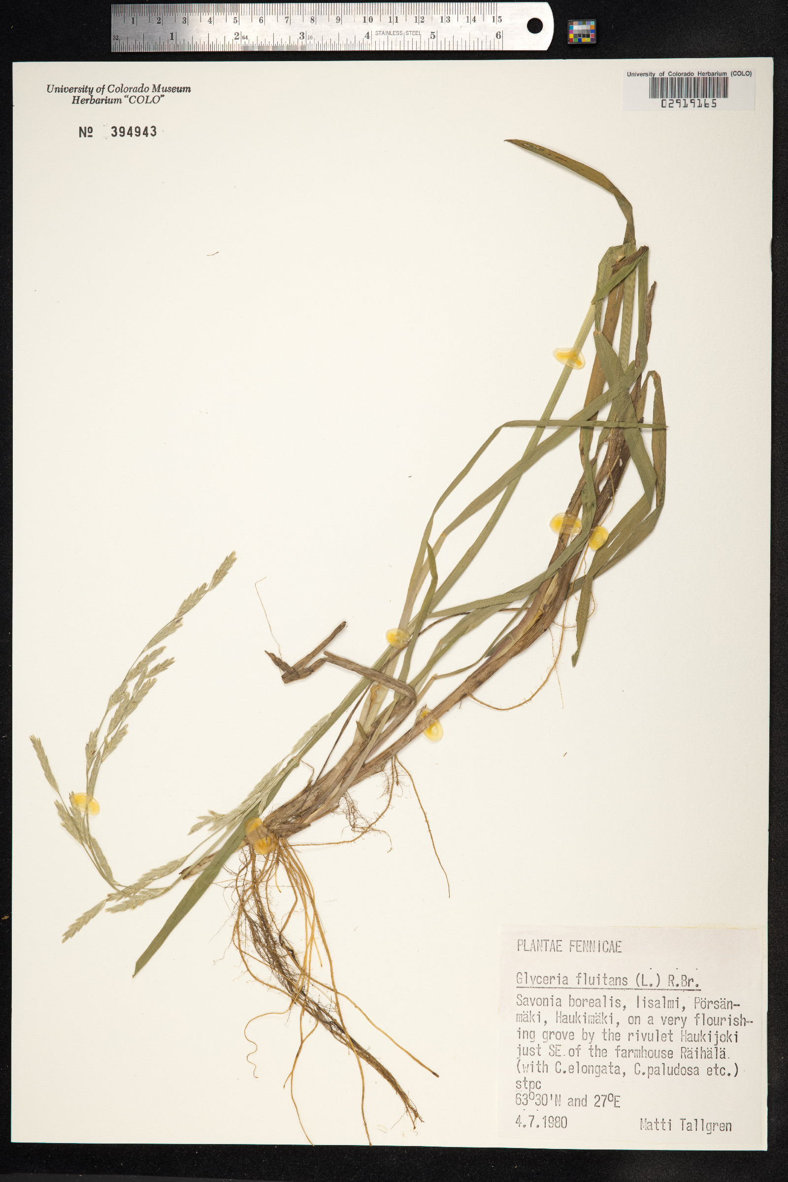 Glyceria fluitans image