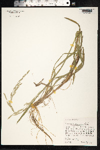 Glyceria fluitans image